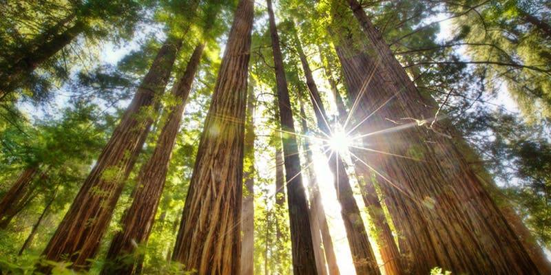 MulticulturalWellnessWalk